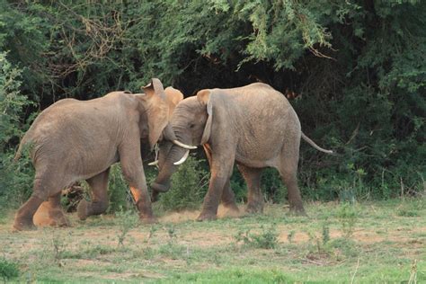 Samburu Animals – Samburu National Reserve