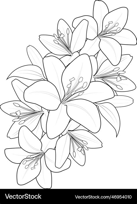 Lily Flower Tattoo Drawing - Infoupdate.org