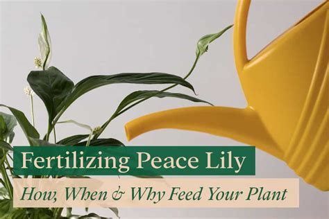 Fertilizing Peace Lily: How, When & Why Feed Your Spathiphyllum