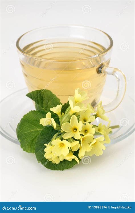 Primrose tea stock photo. Image of fresh, herbal, ingredient - 13893376