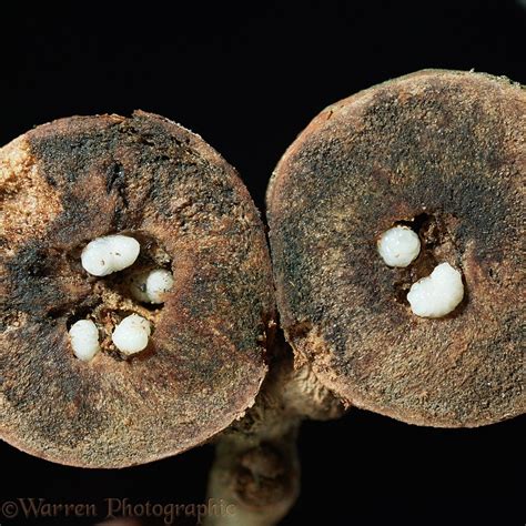 Oak Marble Gall, sectioned to show wasp larvae photo WP16272