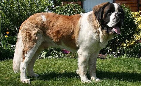 Saint Bernard - Complete Dog Breed Information - Petmoo