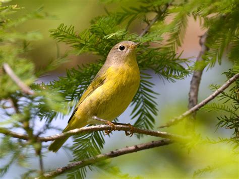 How to Recognize Six Warblers in Their Fall Feathers | Audubon