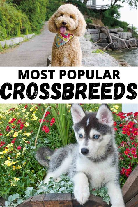 7 popular crossbreed dogs of 2021