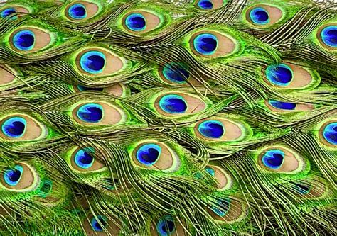 Colorful Peacock Feathers Photograph by Denise Mazzocco - Pixels