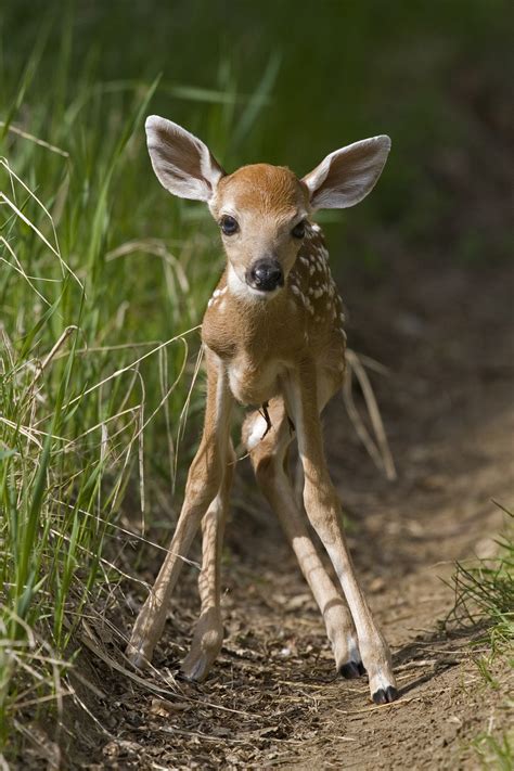 White-tailed Deer — Edmonton & Area Land Trust