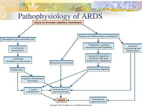 PPT - Respiratory: Respiratory Failure and ARDS PowerPoint Presentation - ID:687287