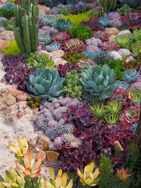 Succulent Garden Design