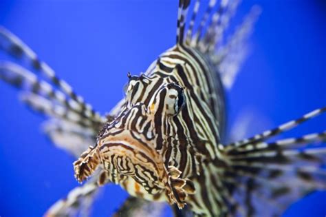 Marco's next big threat? It could be lionfish, predators of the deep that cause catastrophic