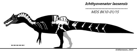 Itchyovenator laosensis Skeletal (Rigorous) by SirBlameson on DeviantArt