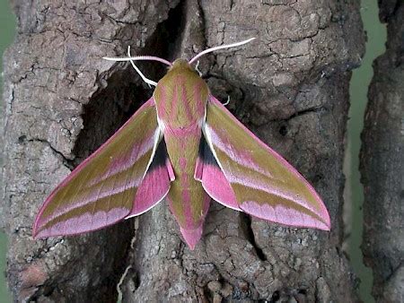 Elephant Hawk-moth | UKmoths