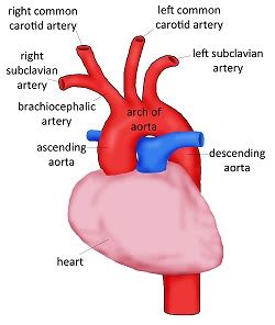 Congenital heart abnormalities | Children's Wisconsin