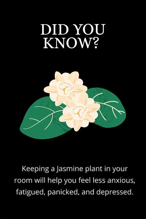 Jasmine Plant | Jasmine plant, Plant benefits, Healthy tips