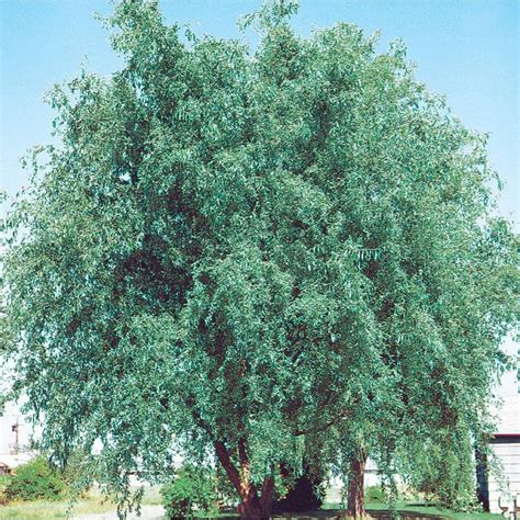 Shop 3.5-Gallon California Rosewood Feature Tree (L14947) at Lowes.com