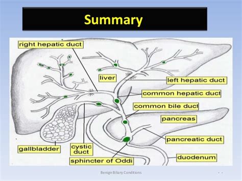 Anatomy Of The Biliary Tree