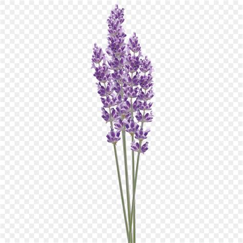 Transparent Image Hd Transparent, Transparent Lavender Flower Stem ...