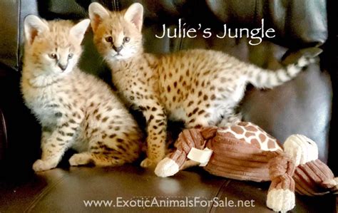 Serval kittens for Sale