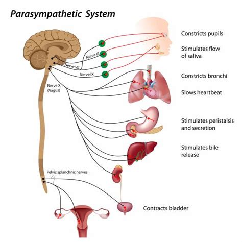 The Benefits of Vagal Nerve Stimulation on Gut Health – Brisbane Naturopath