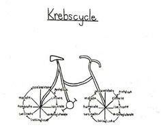 The Krebs cycle XD Science Cartoons, Science Memes, Science Nerd, Teaching Science, Funny ...