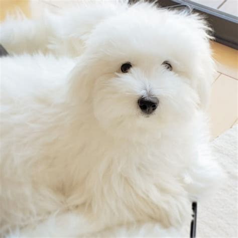 Coton De Tulear Breeders in Minnesota with Puppies for Sale | PuppyHero