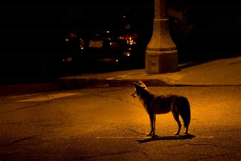 Urban Coyotes - Conservation Visual Storytellers Academy