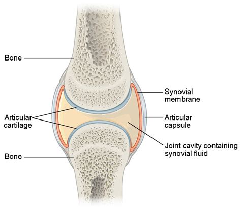 Synovial Joints | Anatomy and Physiology I