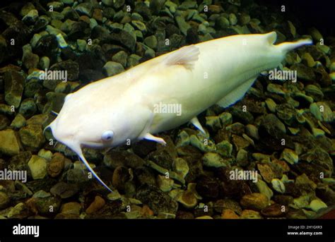 An albino catfish swimming on the bottom of an aquarium Stock Photo - Alamy