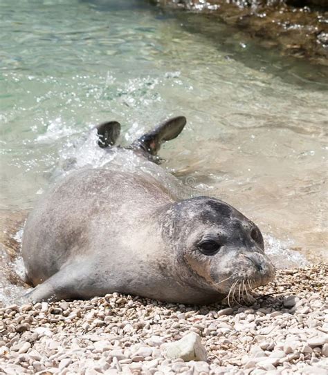 Mediterranean monk seal stock photo. Image of shore, endangered - 43536880 | Monk seal, Monk ...