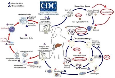 Life cycle of Plasmodium vivax