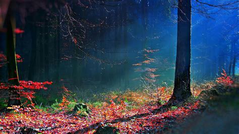 Mystical Forest Wallpaper - WallpaperSafari