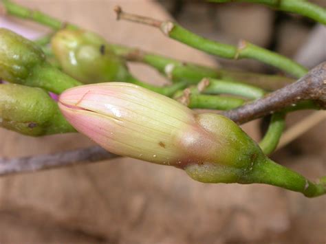 Ipomoea L. | Plants of the World Online | Kew Science