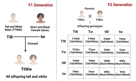 Genotypic Ratio- Definition, Calculation And Examples, 43% OFF