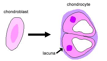 Cartilage, Bone & Ossification: The Histology Guide