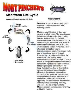 Mealworm Life Cycle worksheets