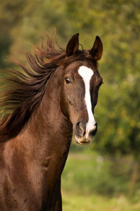 23+ Native American Horse Names & Meanings - Horse Name Generator