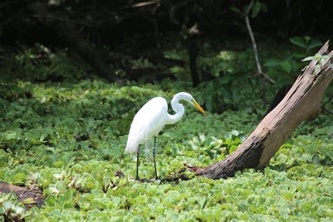 Audubon’s Corkscrew Swamp Sanctuary Recognized by International Wetland ...