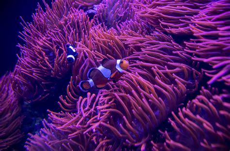 The Essential Clownfish Care Guide - Aquatics at Home