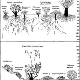 (PDF) Comparative patterns of phenology and growth form diversity in two winter rainfall deserts ...