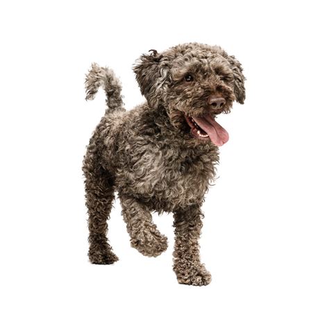 Lagotto Romagnolo Breed Information & Insights | Basepaws