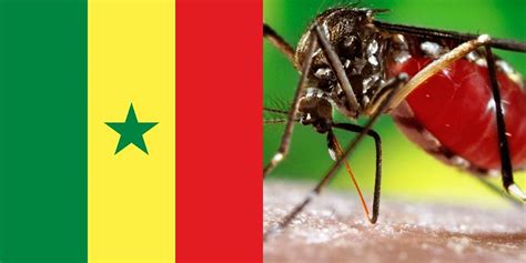 Dengue in Senegal