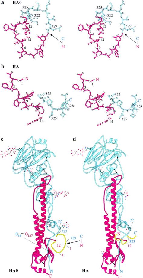 Structure of the Hemagglutinin Precursor Cleavage Site, a Determinant of Influenza Pathogenicity ...