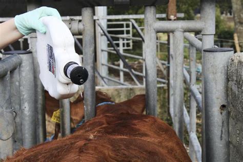 Dosing Cattle: Are You Doing It Right?