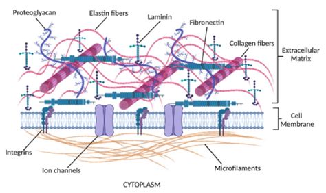 Components of the ECM include glycoproteins, collagens, proteoglycans,... | Download Scientific ...