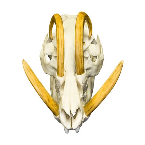 Replica Babirusa Skull For Sale – Skulls Unlimited International, Inc.