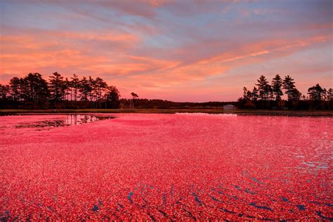 Wisconsin's Autumn Cranberry Harvest | Artful Living Magazine