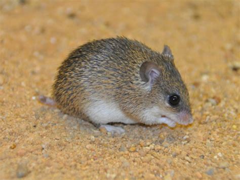 Acomys spinosissimus / African spiny mouse in ZOO Plzen