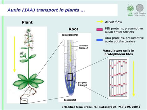 PPT - BY-2 as a tool to study the transport of auxins PowerPoint Presentation - ID:6969318