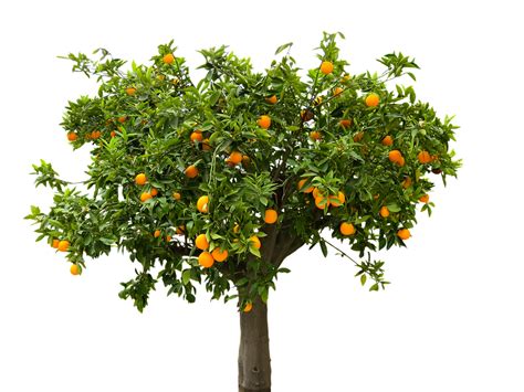 Nature Tree Orange - Free photo on Pixabay