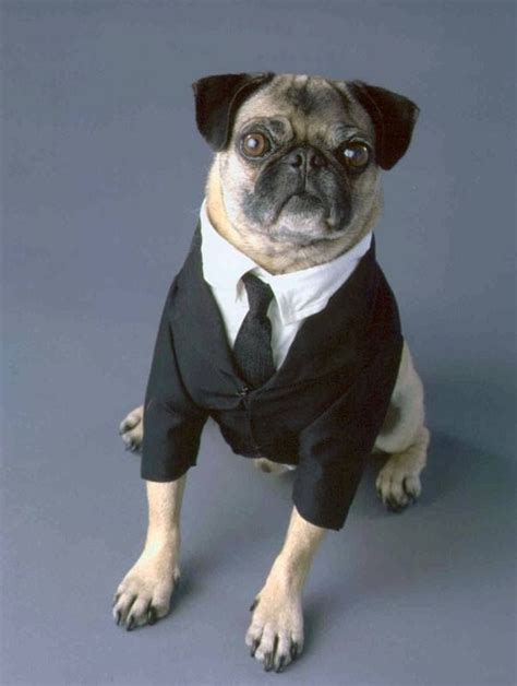 Pin by Modices da Ju on Pugs | Pug halloween costumes, Frank the pug, Pugs in costume