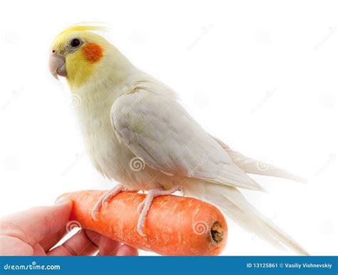 Cockatoo Parrot stock image. Image of cute, shot, cockatoo - 13125861